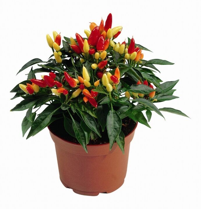 capsicum capsicum in HondroFrost per la poliartrite